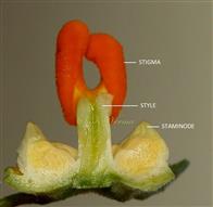  Female Flower-Apical part-V.S.